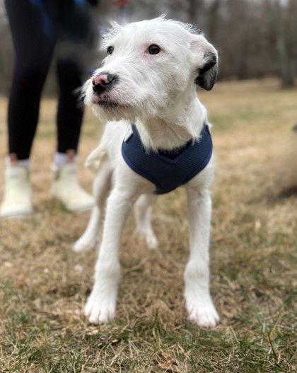 Enlarge Bandicoot, a Adoptable mixed breed in Midland, VA image 1/1