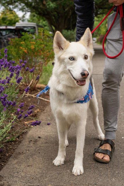 Niley, Adopted, Adult Female Husky.