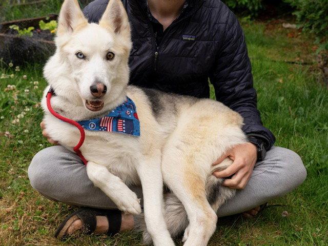 Niley, a Adopted Husky in Bothell, WA image 2/3