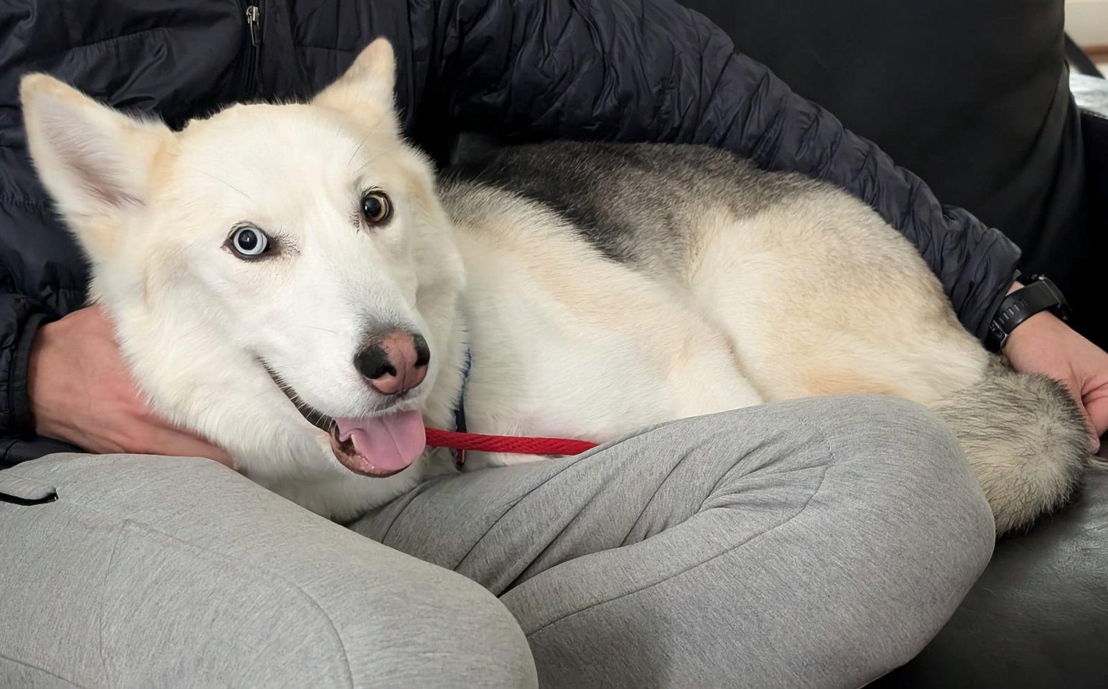 Niley, a Adopted Husky in Bothell, WA image 3/3