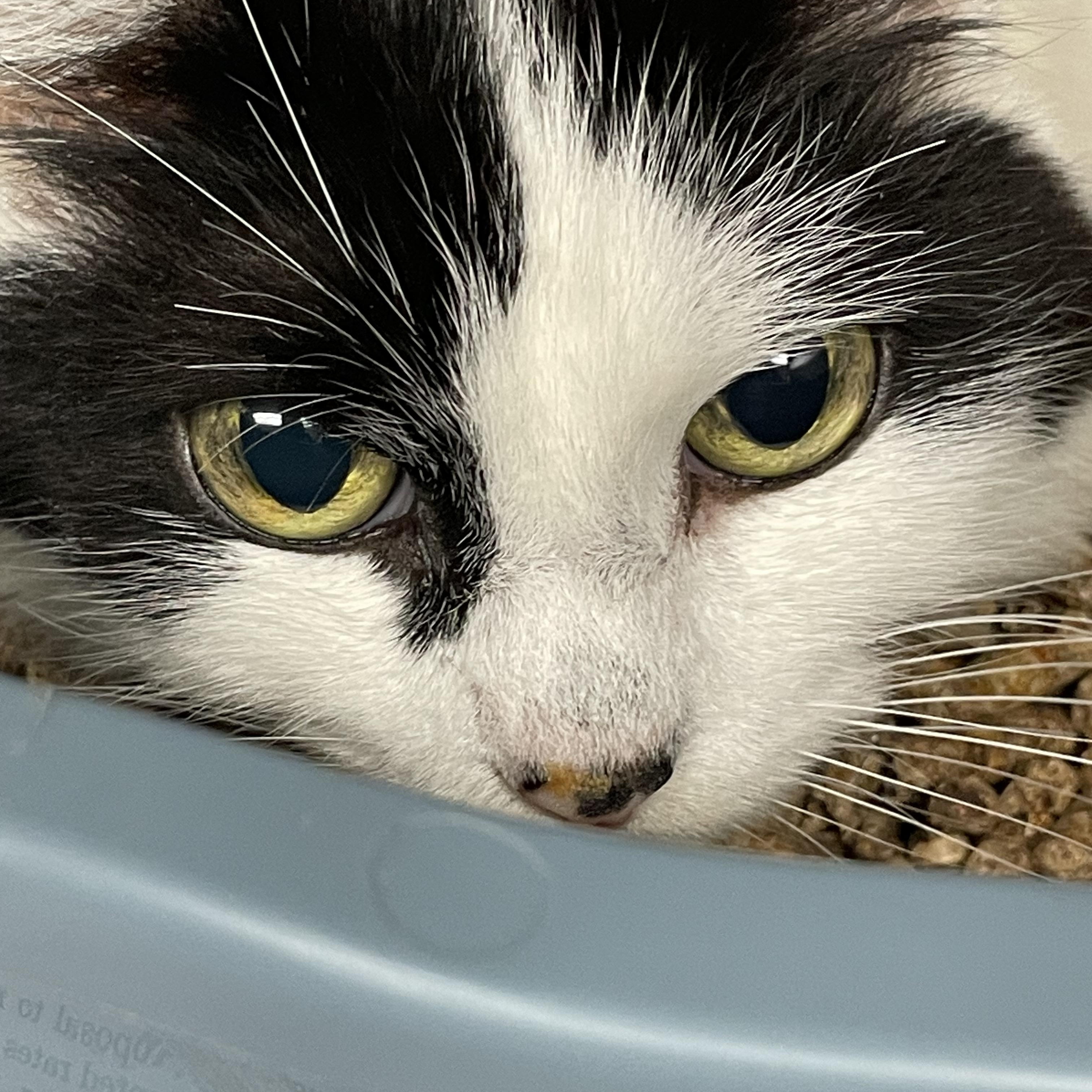 Enlarge Angie, a Adoptable mixed breed in North Kingstown, RI image 2/5