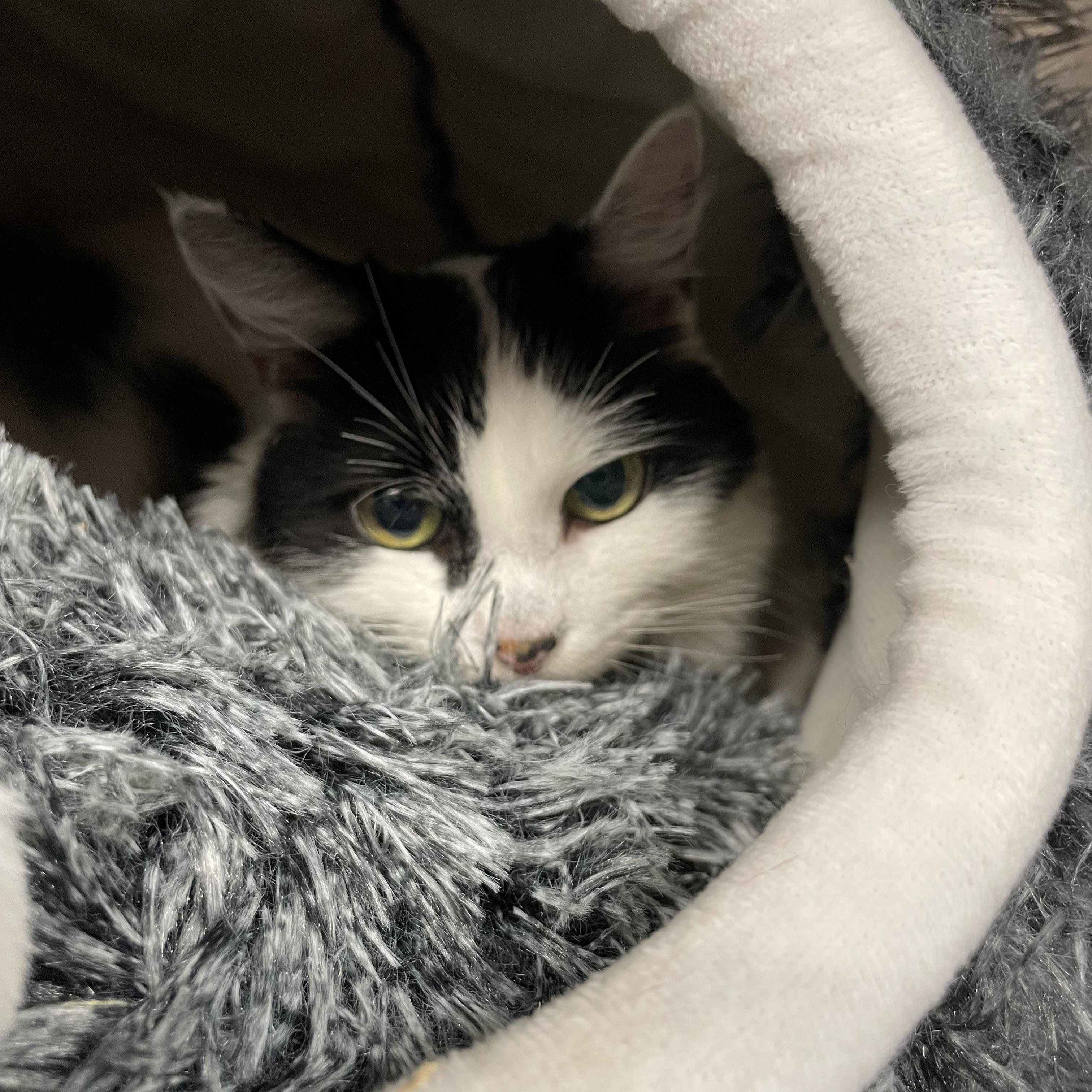 Enlarge Angie, a Adoptable mixed breed in North Kingstown, RI image 1/5