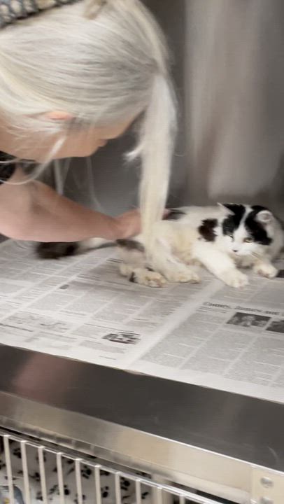 Enlarge Angie, a Adoptable mixed breed in North Kingstown, RI video 3/5