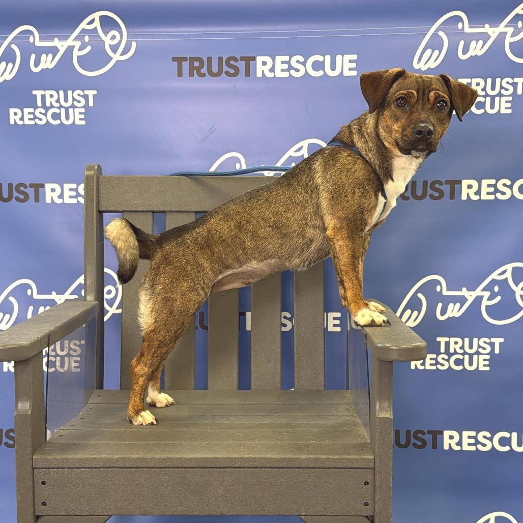 Enlarge CHESSIE, a Adoptable Terrier in Berlin, NJ image 4/6
