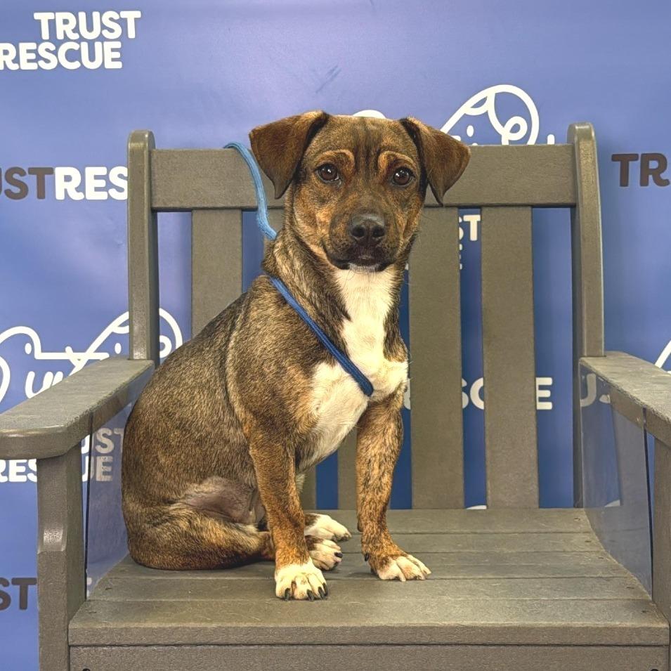 Enlarge CHESSIE, a Adoptable Terrier in Berlin, NJ image 2/6