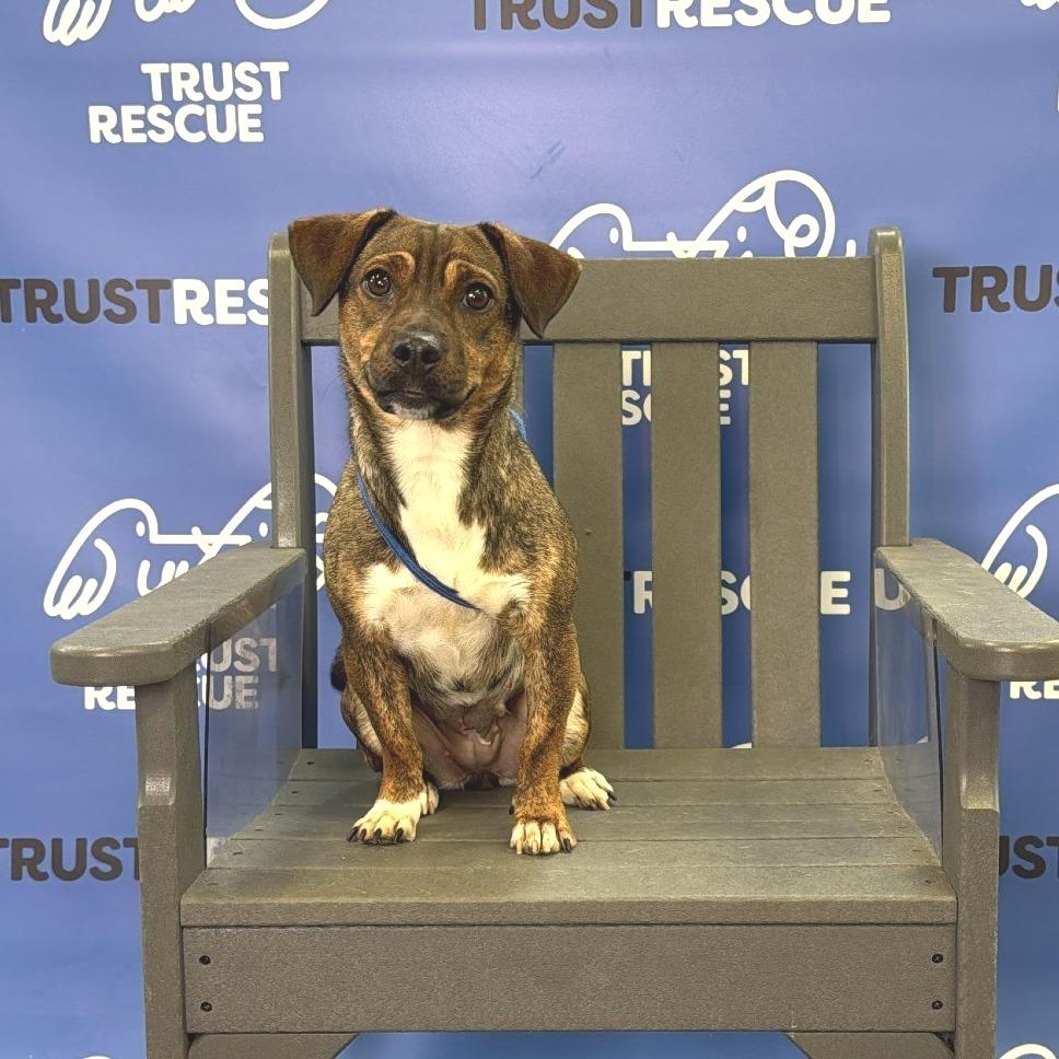 CHESSIE, Adoptable, Young Female Terrier.