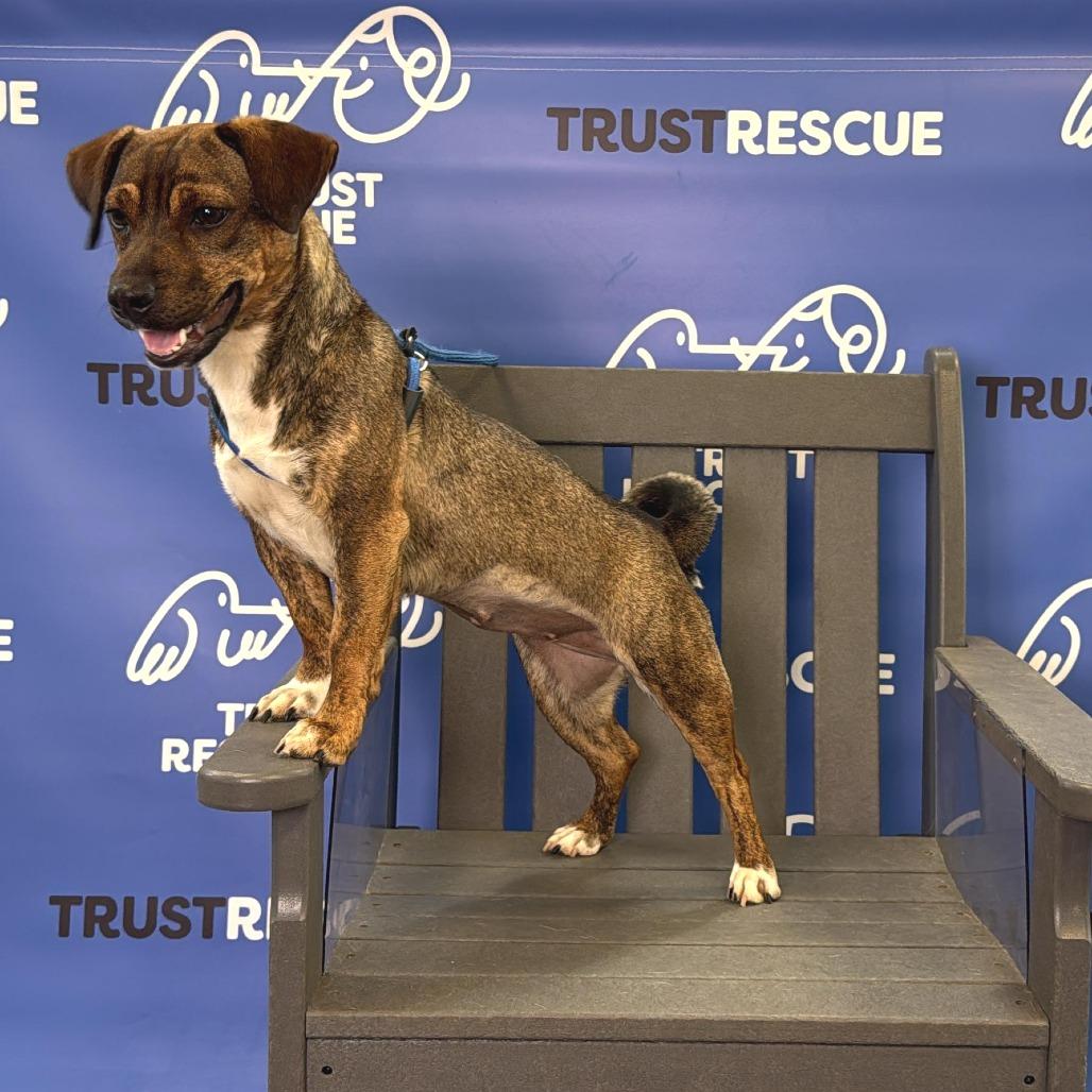 Enlarge CHESSIE, a Adoptable Terrier in Berlin, NJ image 3/6