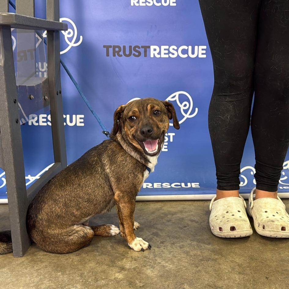 Enlarge CHESSIE, a Adoptable Terrier in Berlin, NJ image 5/6
