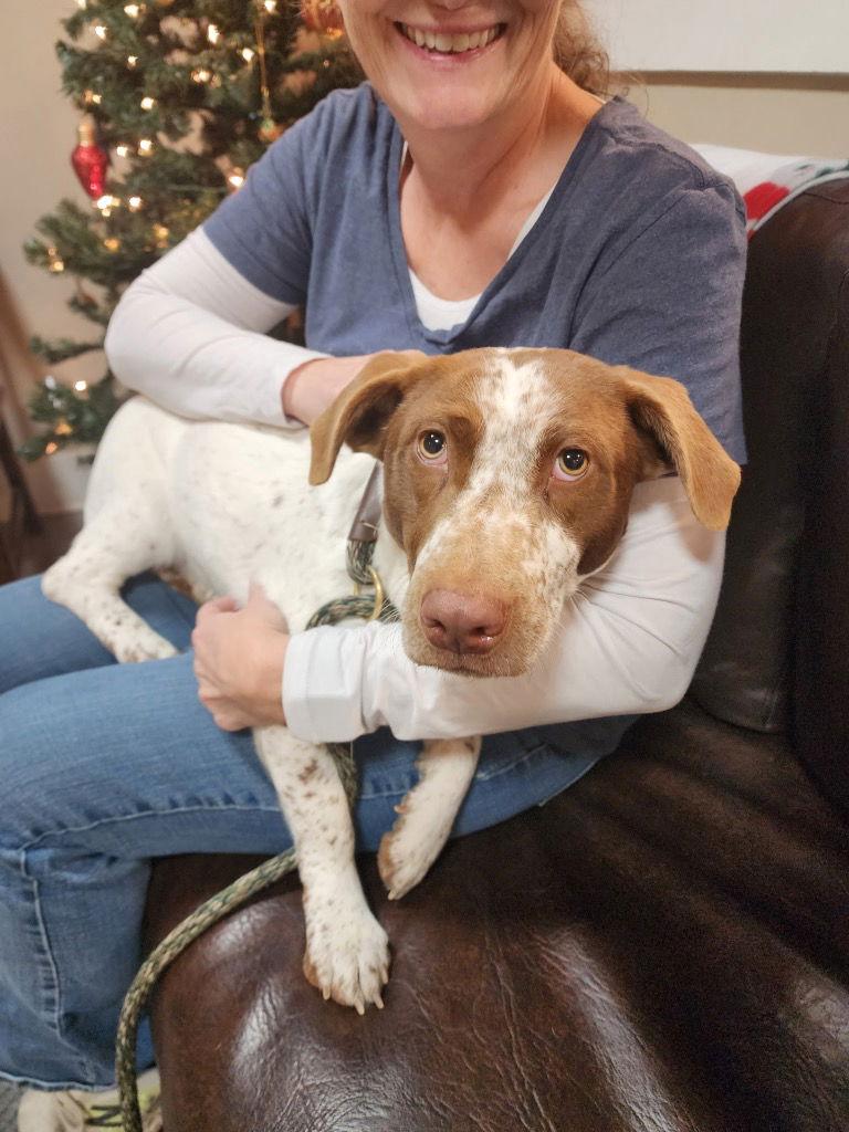 Enlarge Puppy - Nina - In Foster, a Adoptable Corgi in Emmett, ID image 1/2