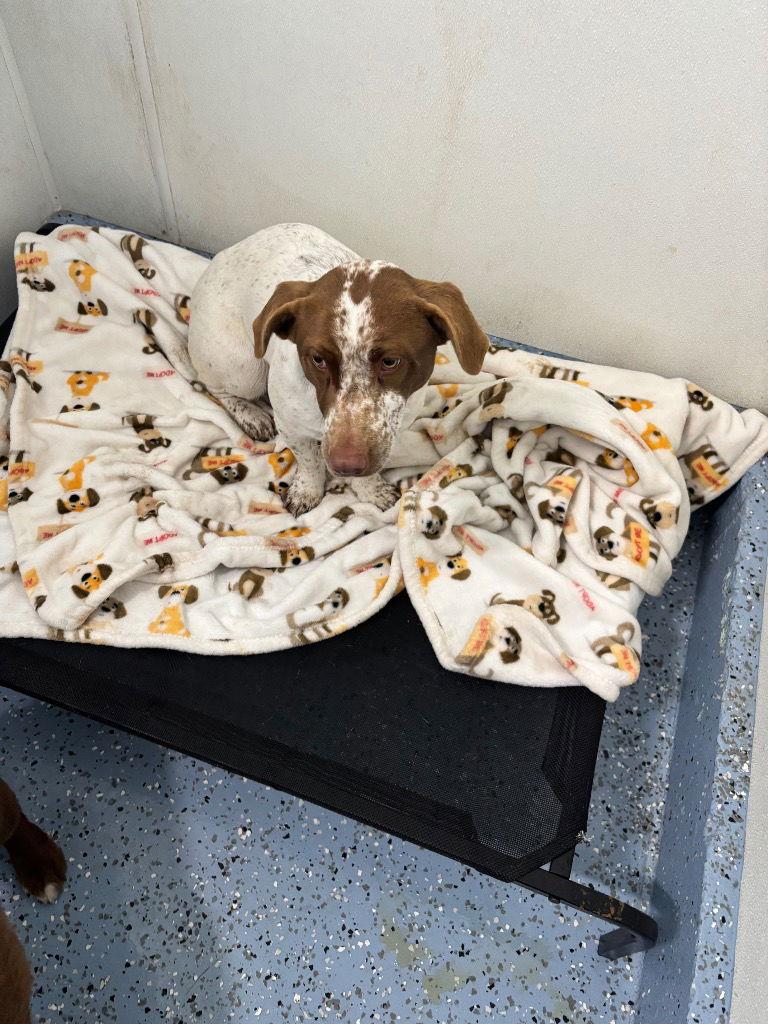 Enlarge Puppy - Nina - In Foster, a Adoptable Corgi in Emmett, ID image 2/2