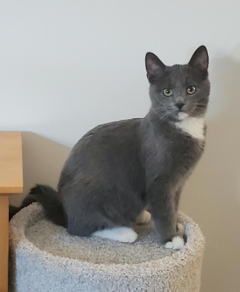 Enlarge Portobello, a Adoptable Domestic Short Hair in Pickerington, OH image 2/3