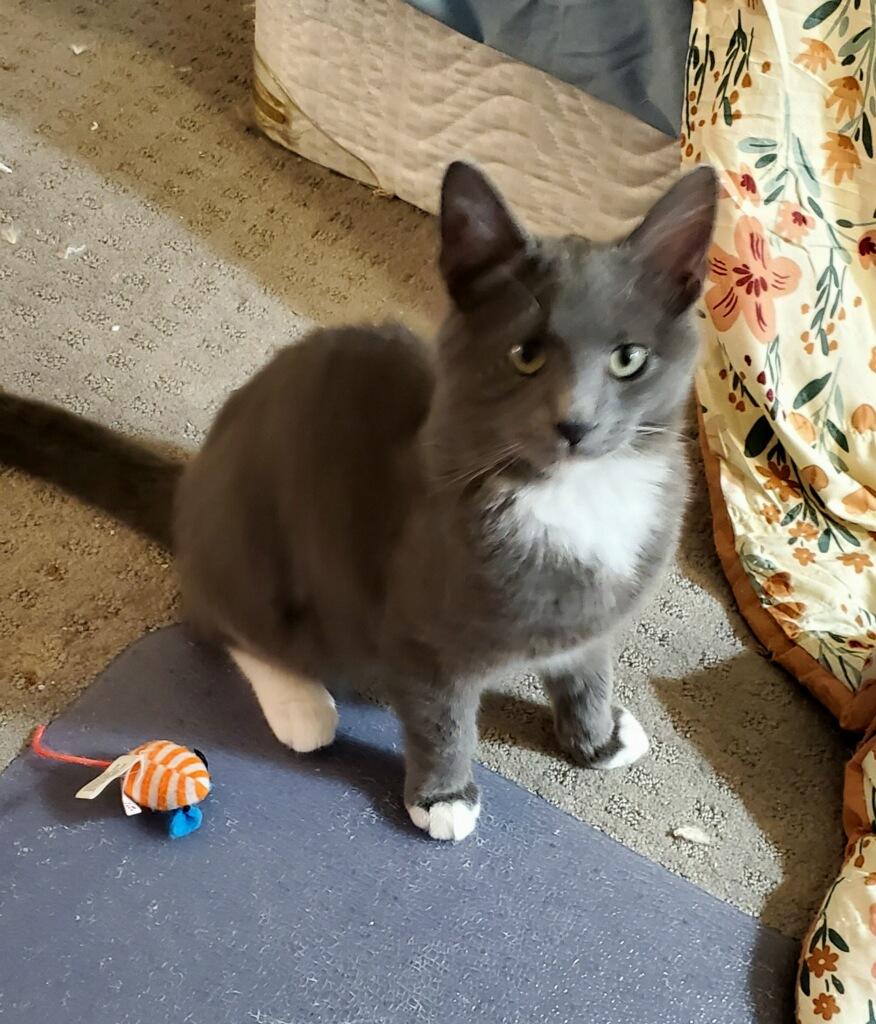 Enlarge Portobello, a Adoptable Domestic Short Hair in Pickerington, OH image 3/3