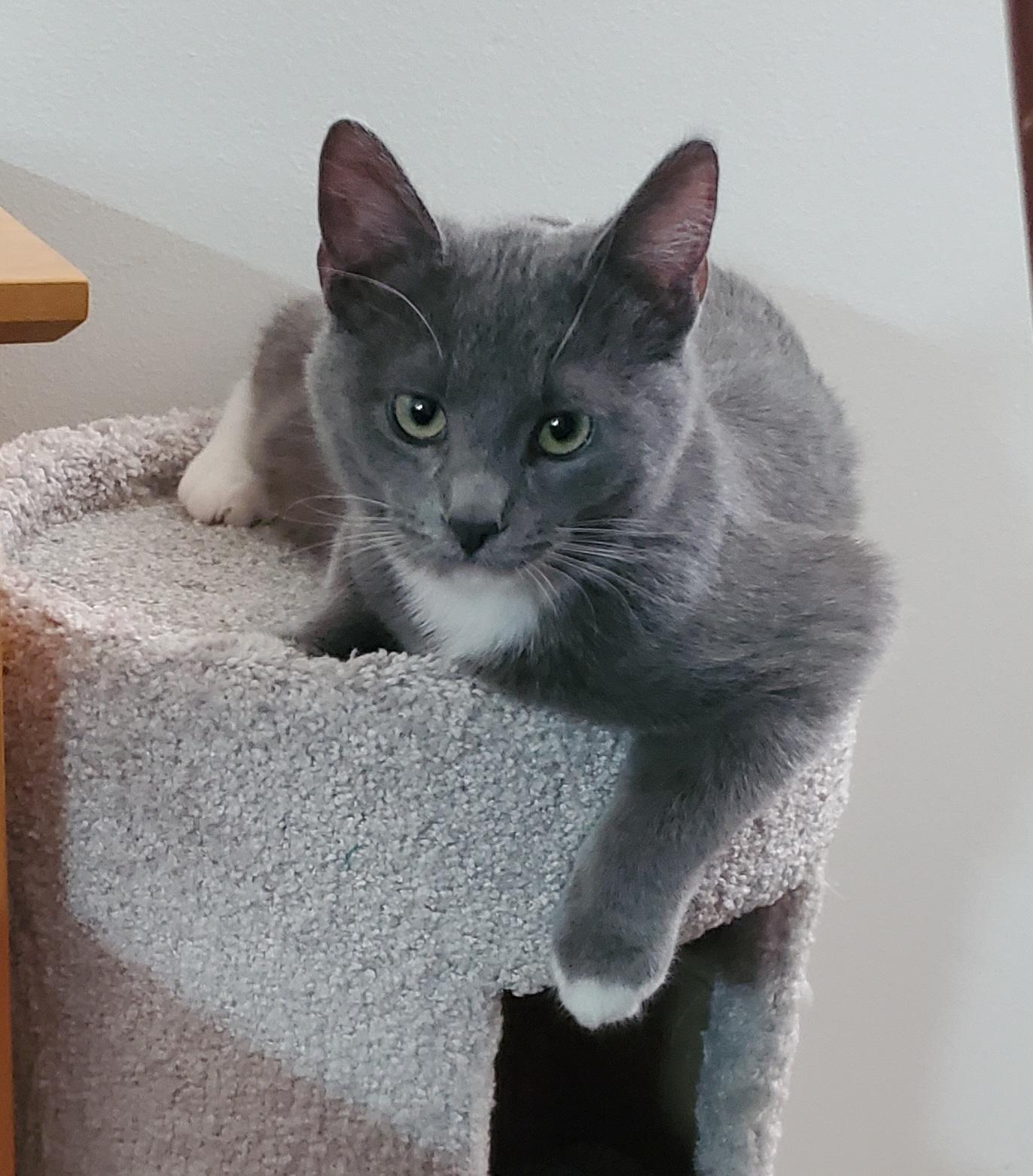 Portobello, Adoptable, Kitten Male Domestic Short Hair.