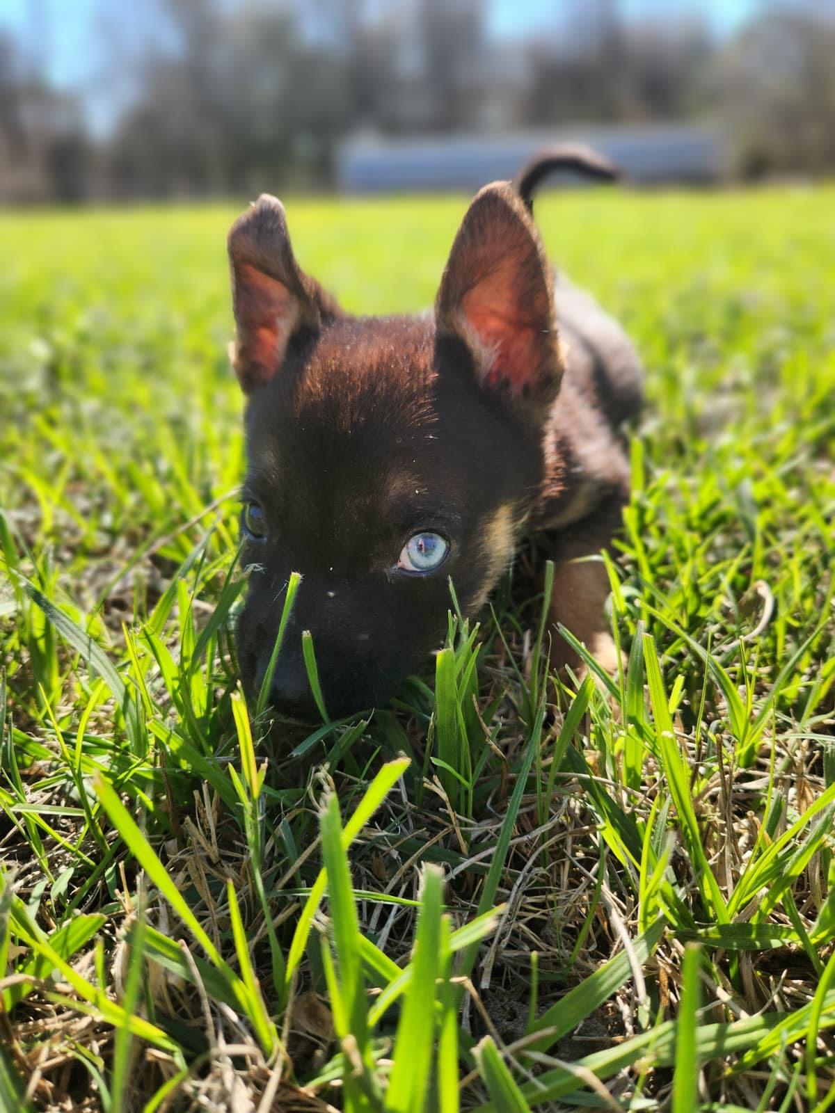 Mira Galaxy — thumbnail 3