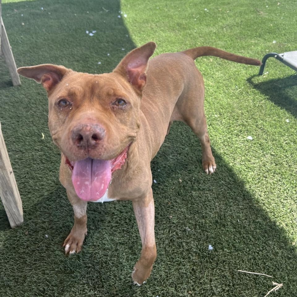 Leila, Senior Female Mixed Breed