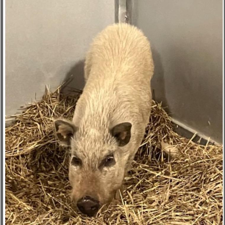 Enlarge Possum, a Adoptable mixed breed in Duck River, TN image 2/2