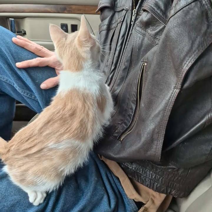 Simba, Adoptable, Kitten Male American Shorthair.