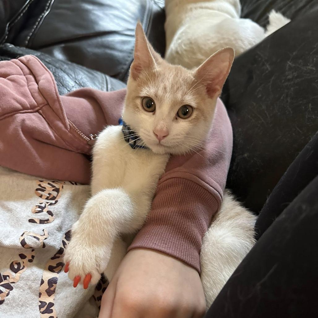 Simba, a Adoptable American Shorthair in Muscatine, IA image 2/6