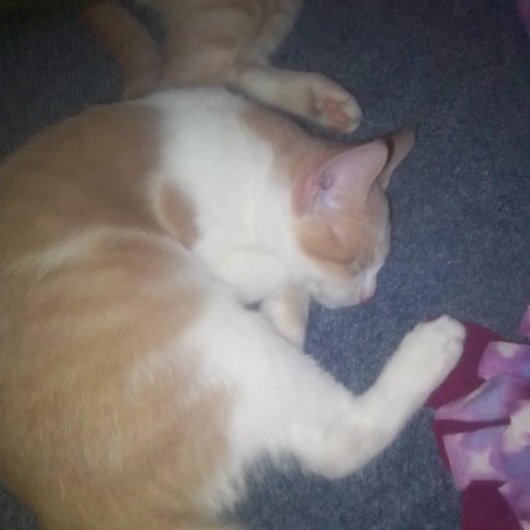 Simba, a Adoptable American Shorthair in Muscatine, IA image 3/6