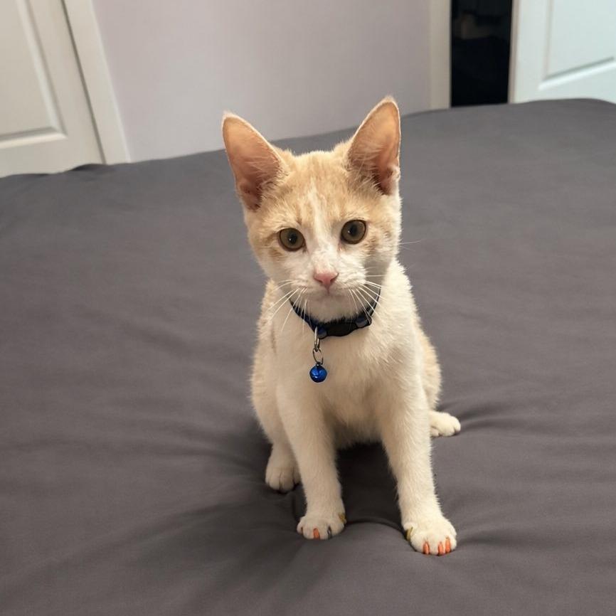 Simba, a Adoptable American Shorthair in Muscatine, IA image 4/6