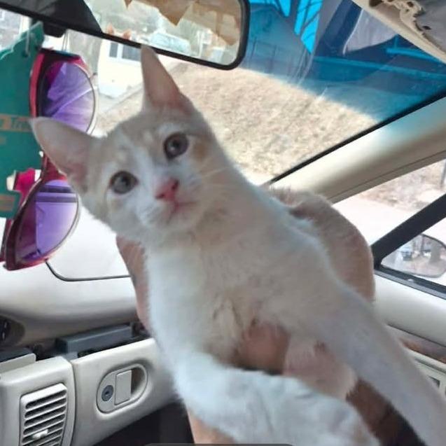 Simba, a Adoptable American Shorthair in Muscatine, IA image 5/6