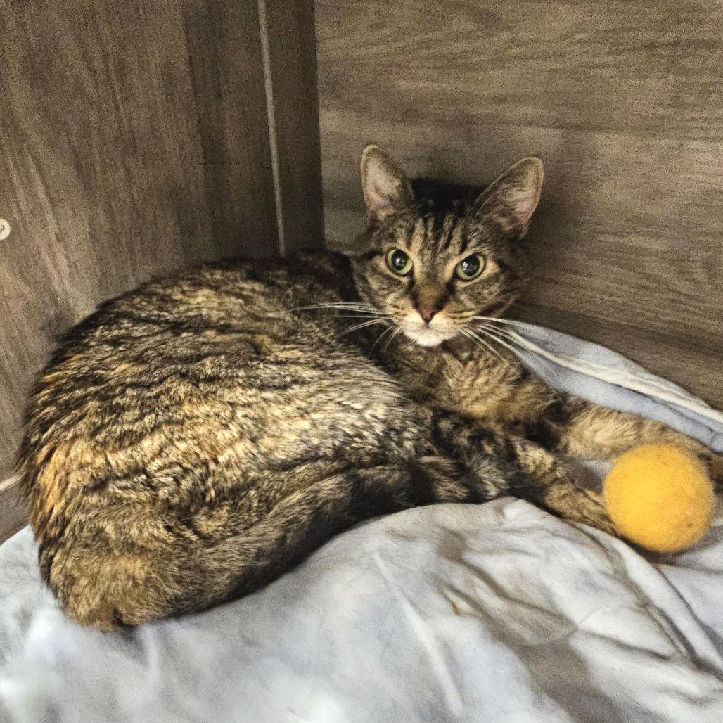 Mila, Adoptable, Adult Female Domestic Short Hair.