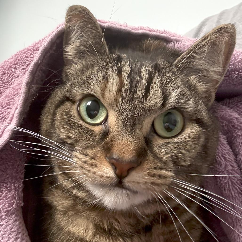 Enlarge Mila, a Adoptable Domestic Short Hair in Waldorf, MD image 2/6