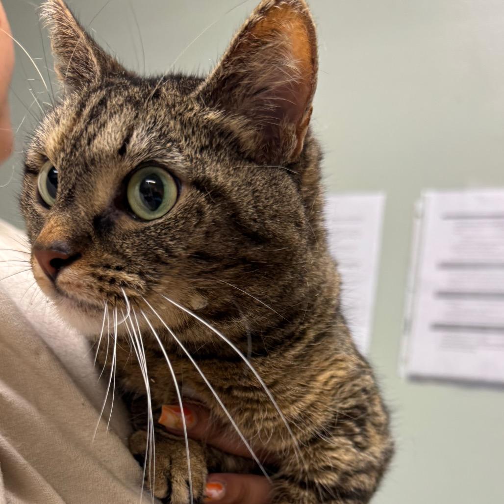 Enlarge Mila, a Adoptable Domestic Short Hair in Waldorf, MD image 3/6