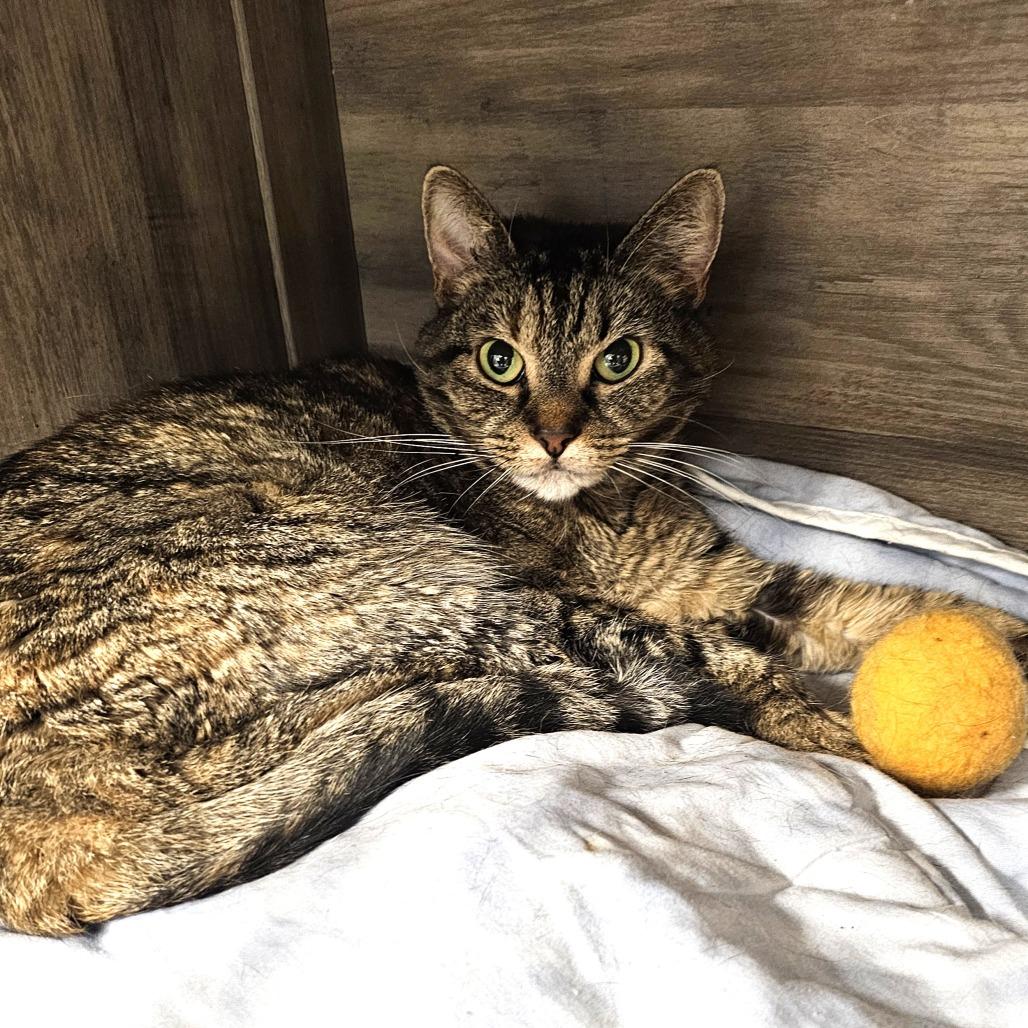 Enlarge Mila, a Adoptable Domestic Short Hair in Waldorf, MD image 4/6