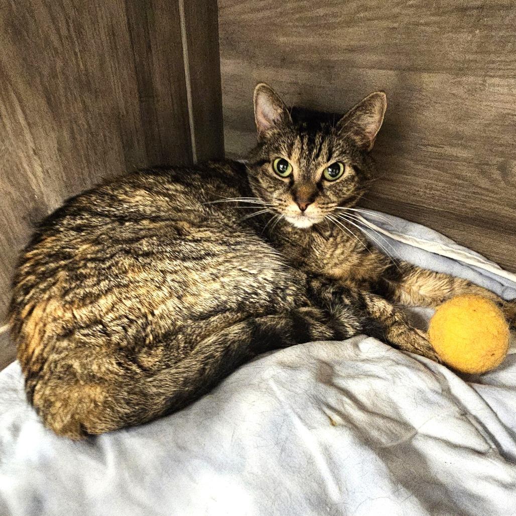 Enlarge Mila, a Adoptable Domestic Short Hair in Waldorf, MD image 5/6