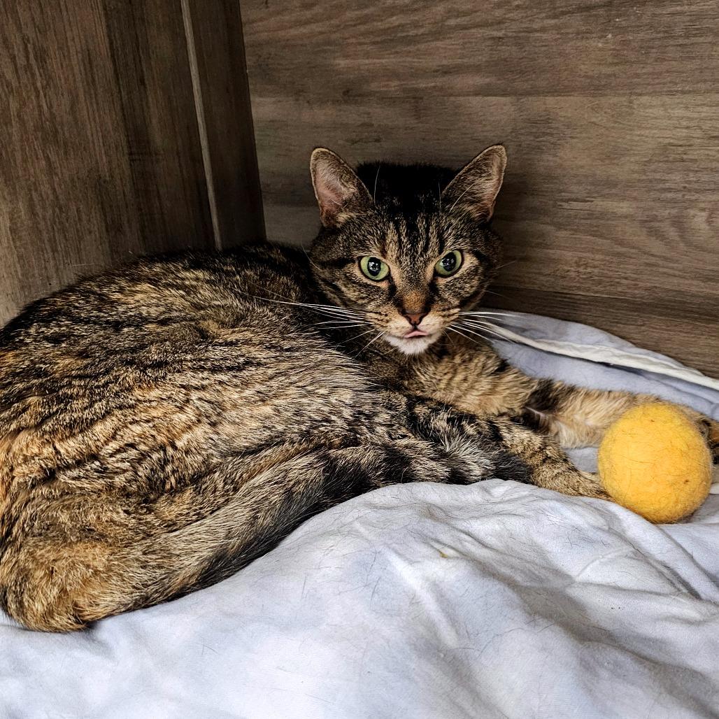 Enlarge Mila, a Adoptable Domestic Short Hair in Waldorf, MD image 6/6