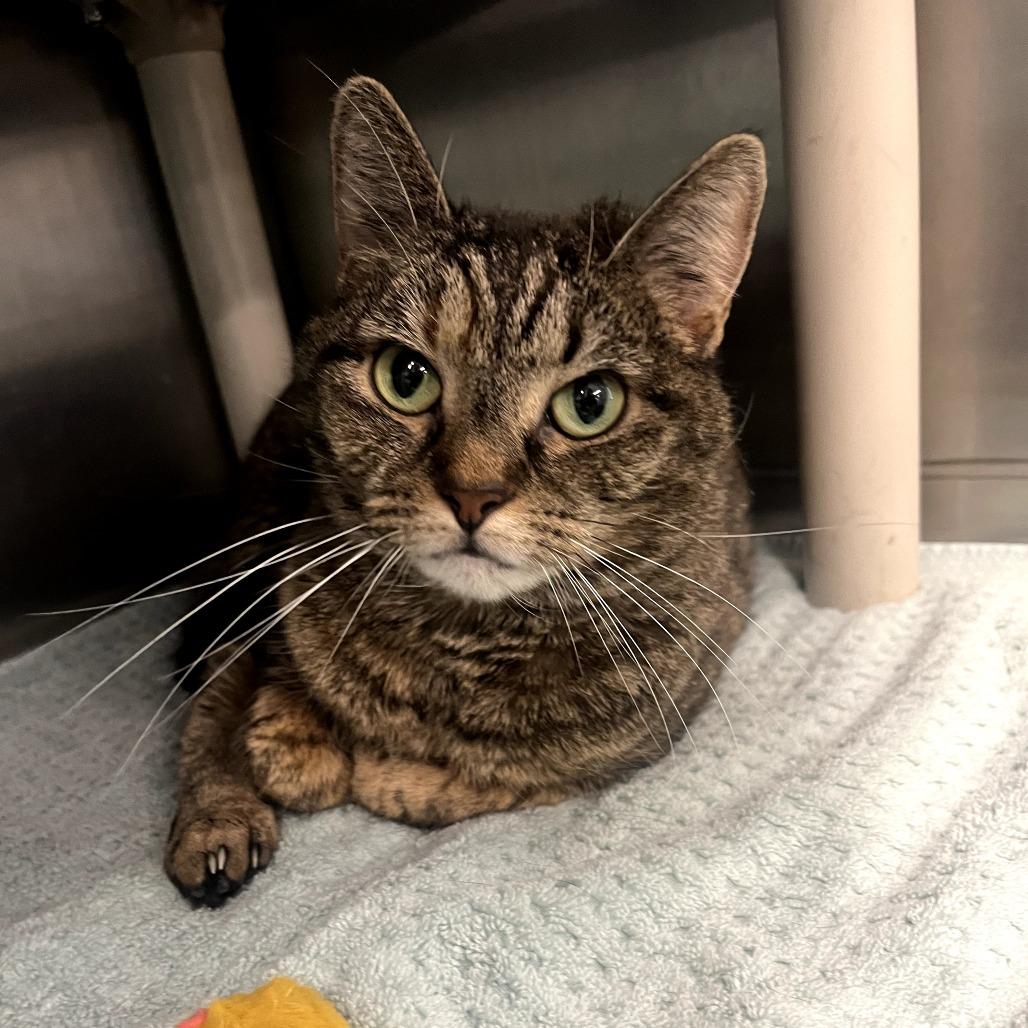 Enlarge Mila, a Adoptable Domestic Short Hair in Waldorf, MD image 6/6