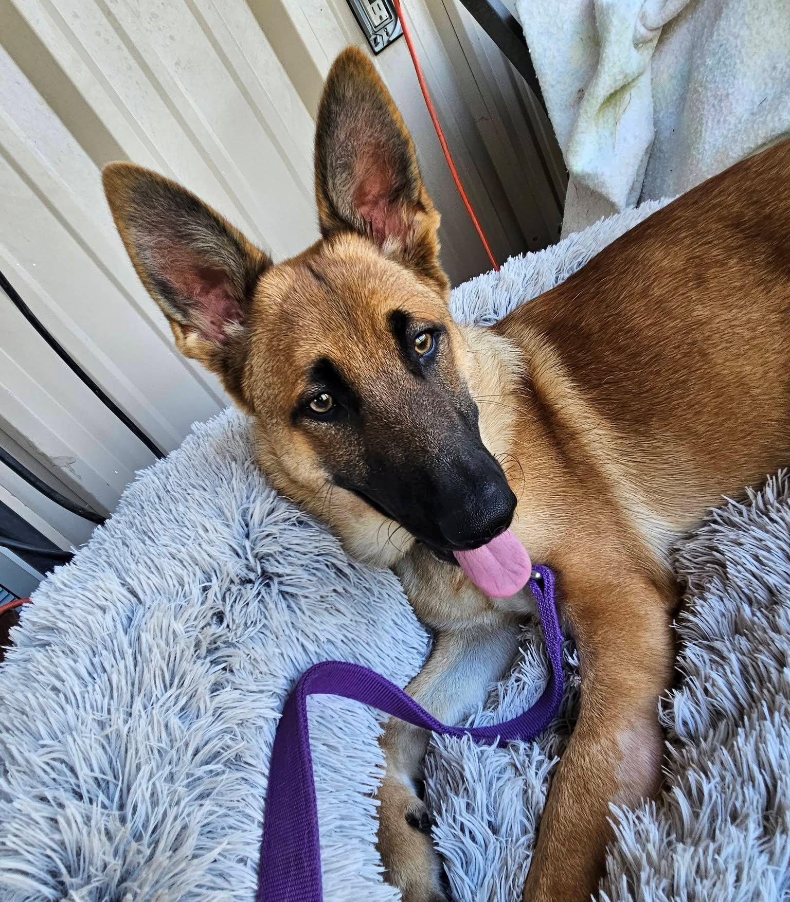 Reese, ADOPTABLE, Young Female German Shepherd Dog.