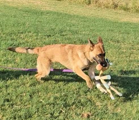 Enlarge Reese, a ADOPTABLE German Shepherd Dog in Dallas, TX image 5/6