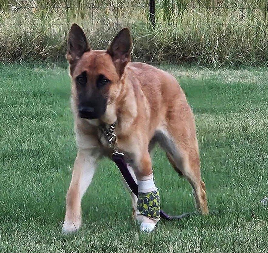 Enlarge Reese, a ADOPTABLE German Shepherd Dog in Dallas, TX image 4/6
