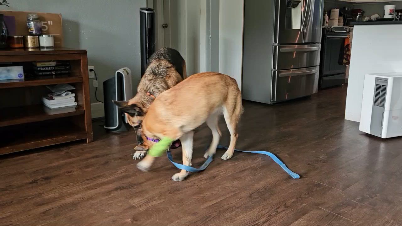 Enlarge Reese, a ADOPTABLE German Shepherd Dog in Dallas, TX video 2/6