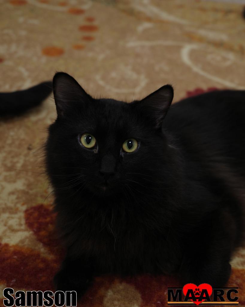 Samson, Adoptable, Adult Male Domestic Short Hair.