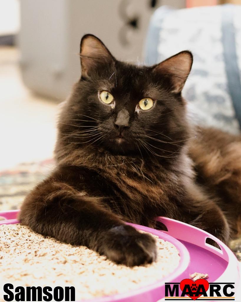 Enlarge Samson, a Adoptable mixed breed in Maryville, TN image 2/3