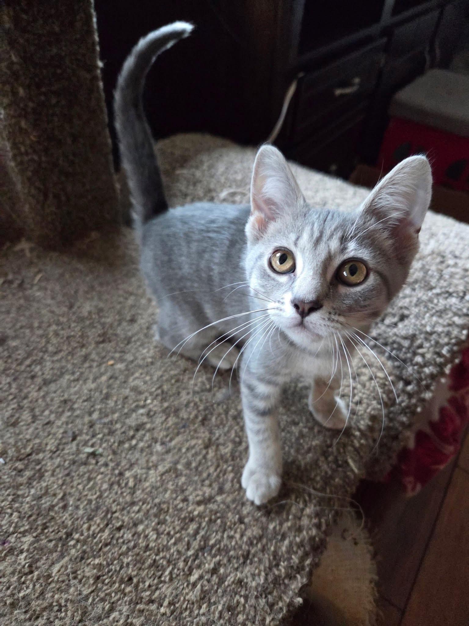 Cerise, an adopted Domestic Short Hair in Manhattan, KS image 3/6