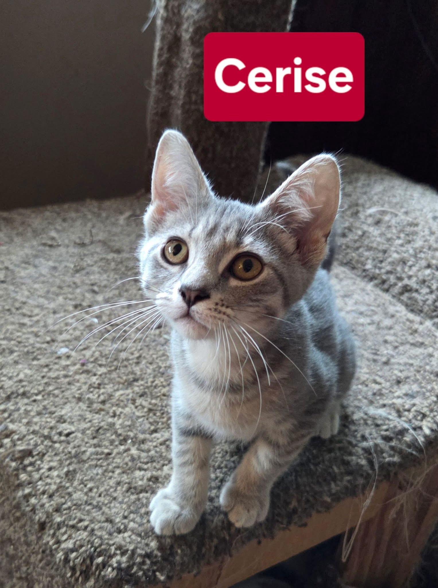 Cerise, adopted, Kitten Female Domestic Short Hair.