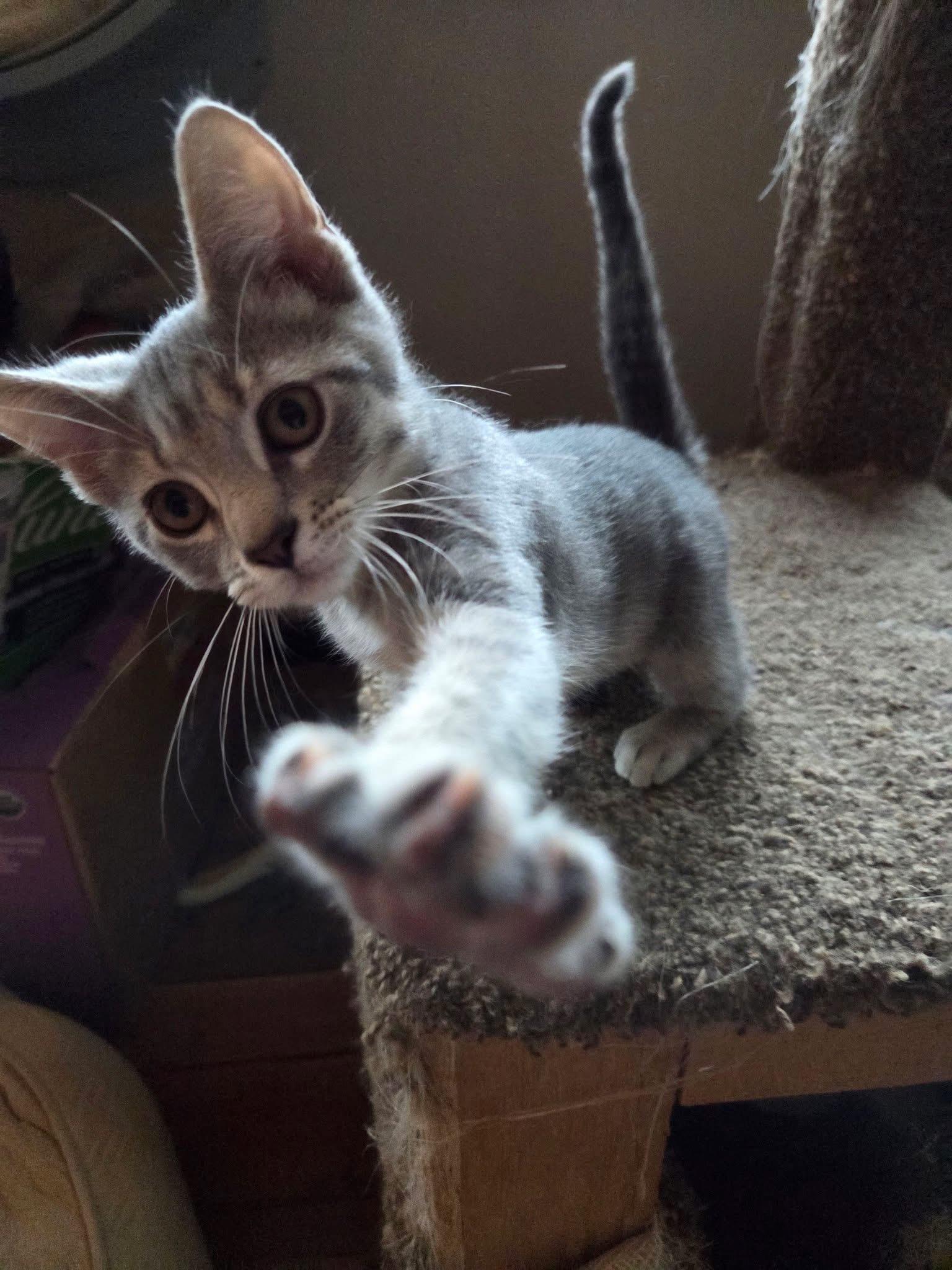 Cerise, an adopted Domestic Short Hair in Manhattan, KS image 5/6