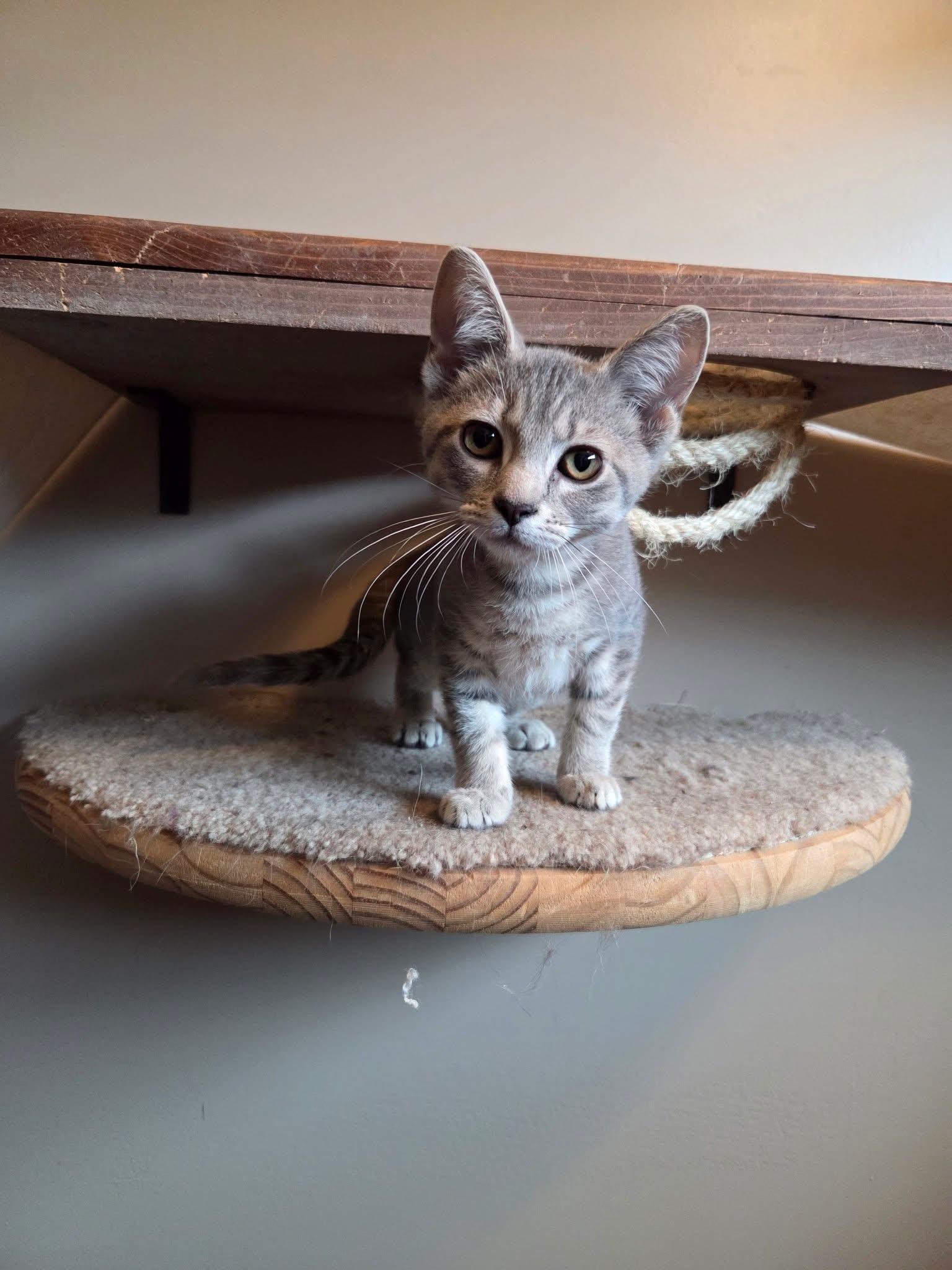Cerise, an adopted Domestic Short Hair in Manhattan, KS image 4/6