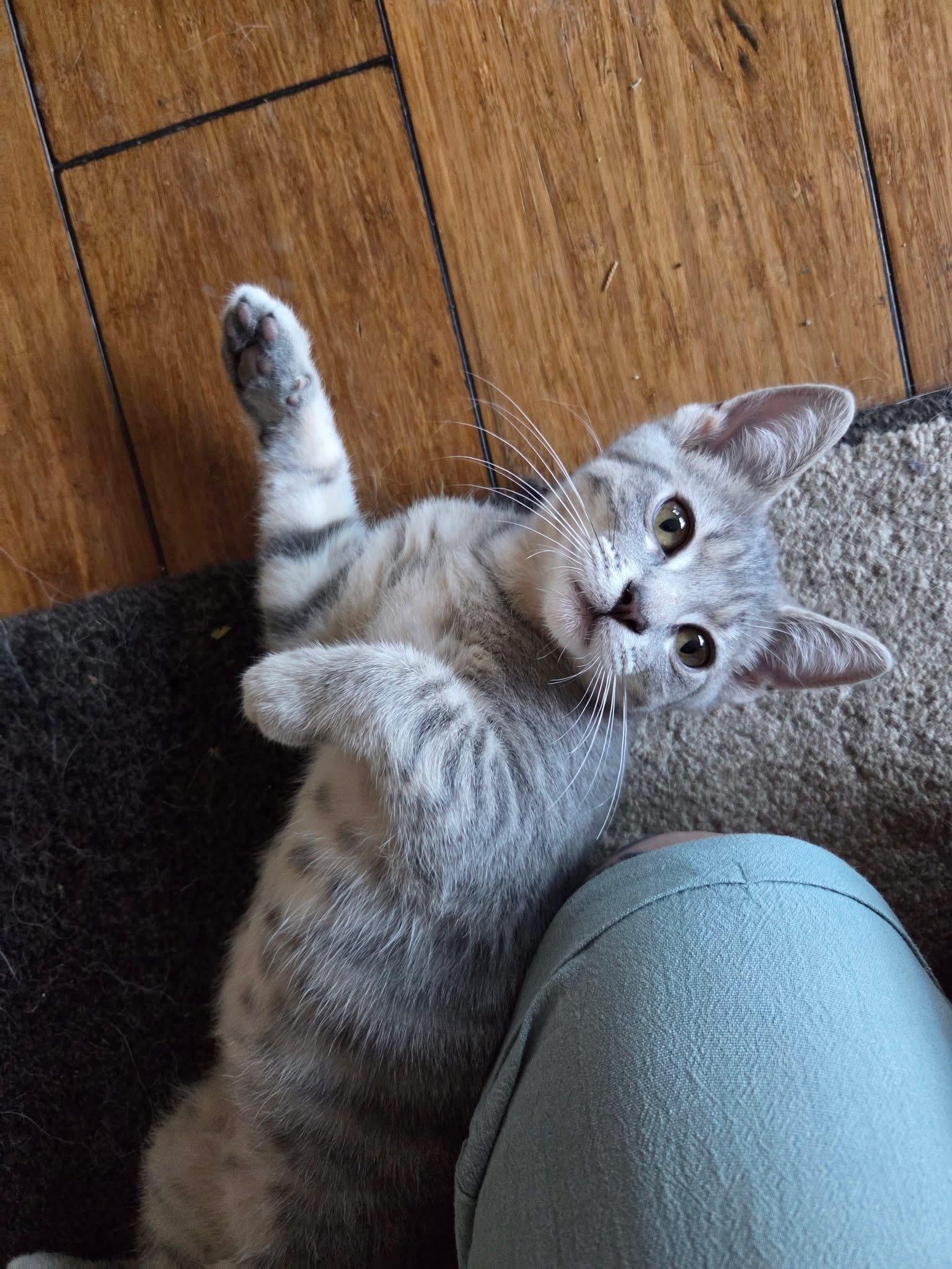 Cerise, an adopted Domestic Short Hair in Manhattan, KS image 6/6
