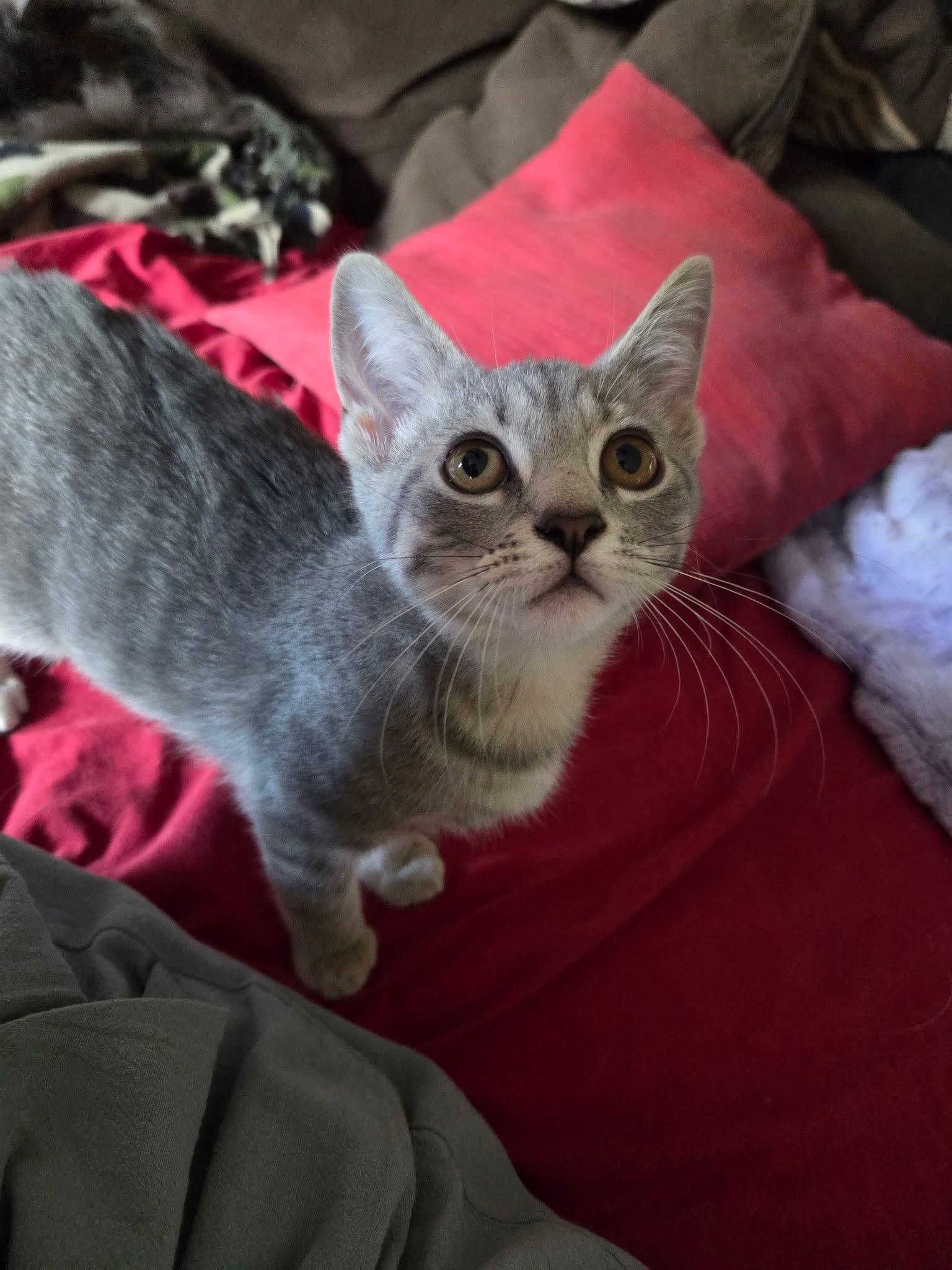 Cerise, an adopted Domestic Short Hair in Manhattan, KS image 2/6