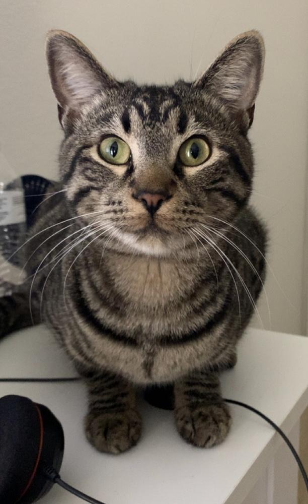 Enlarge Chester, a Adoptable mixed breed in Dallas, TX image 1/6