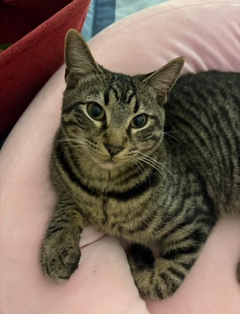 Chester — thumbnail 2