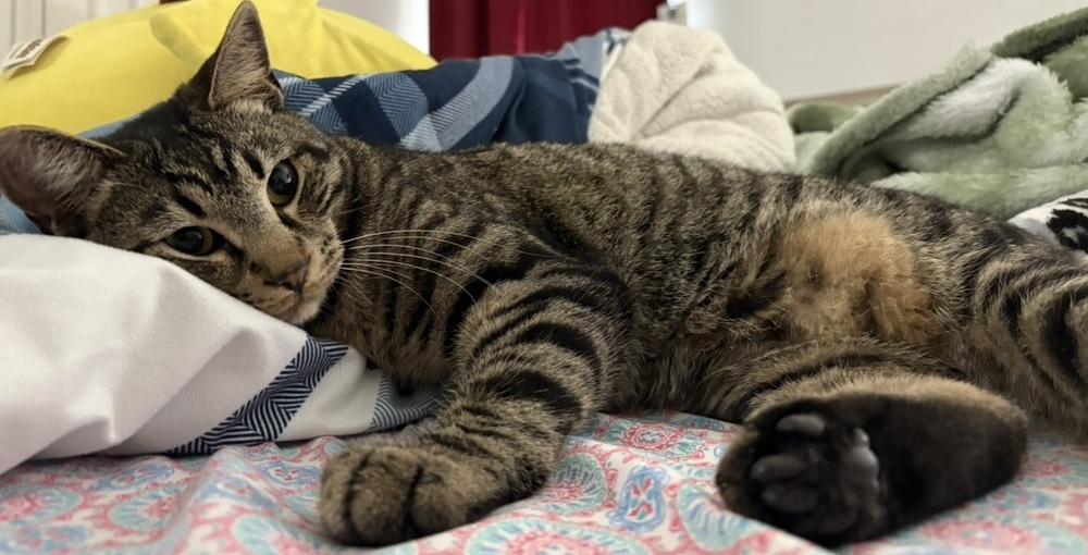 Chester — thumbnail 3