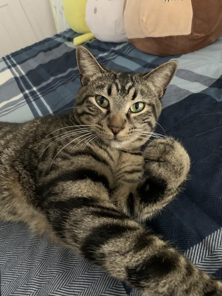 Enlarge Chester, a Adoptable mixed breed in Dallas, TX image 4/6