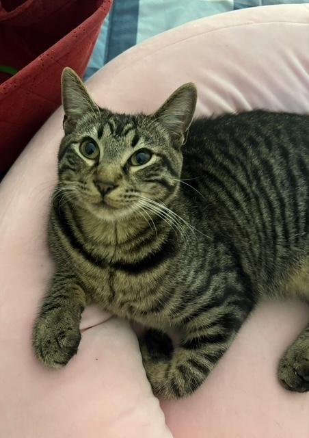 Chester — thumbnail 5