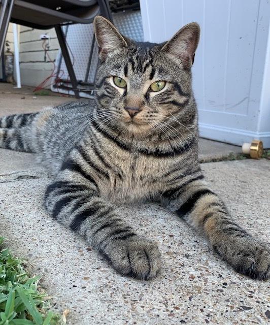 Enlarge Chester, a Adoptable mixed breed in Dallas, TX image 6/6